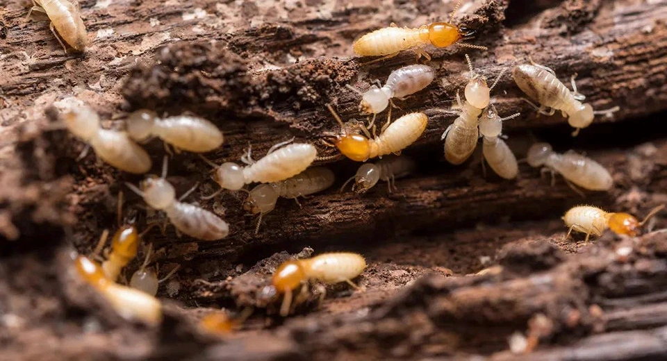 Termite