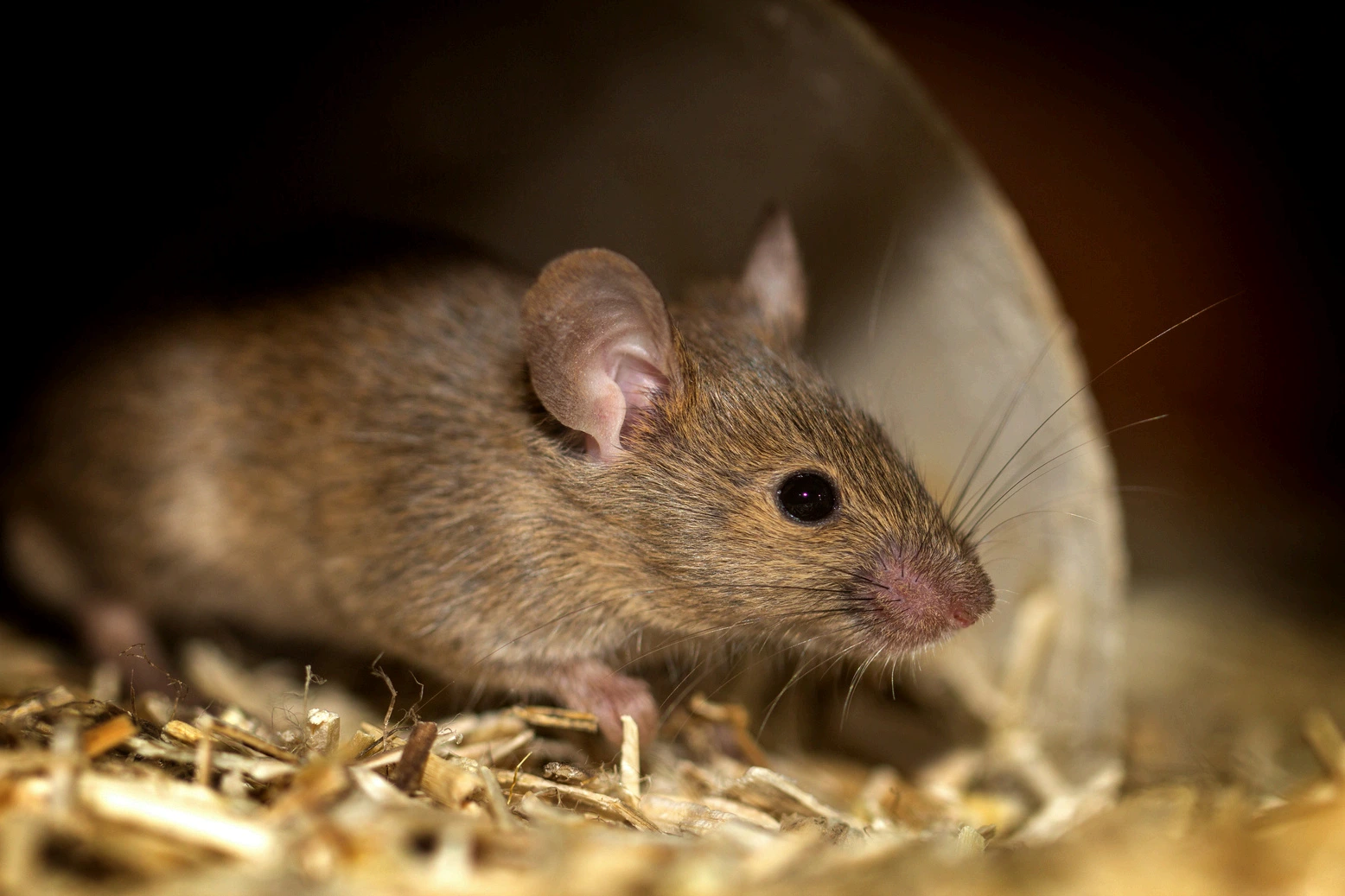 Rat