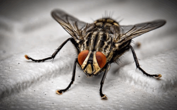 Fly