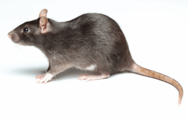 Rat